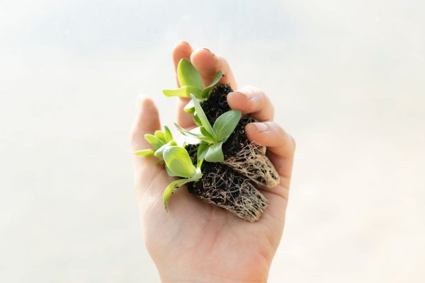 zoe-schaeffer-PFbOZfKh07I-unsplash